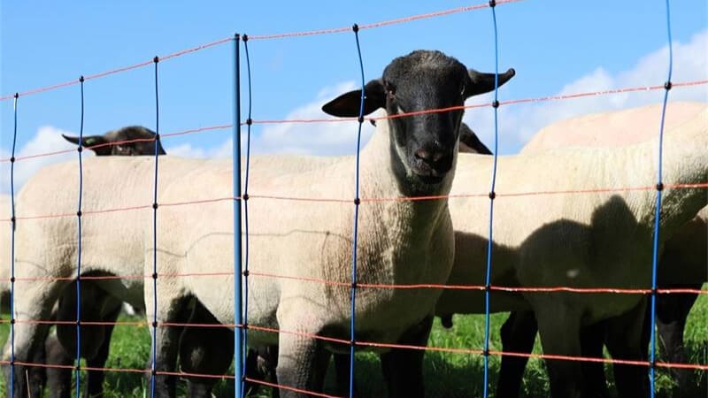 moutons derriere un filet electrrique