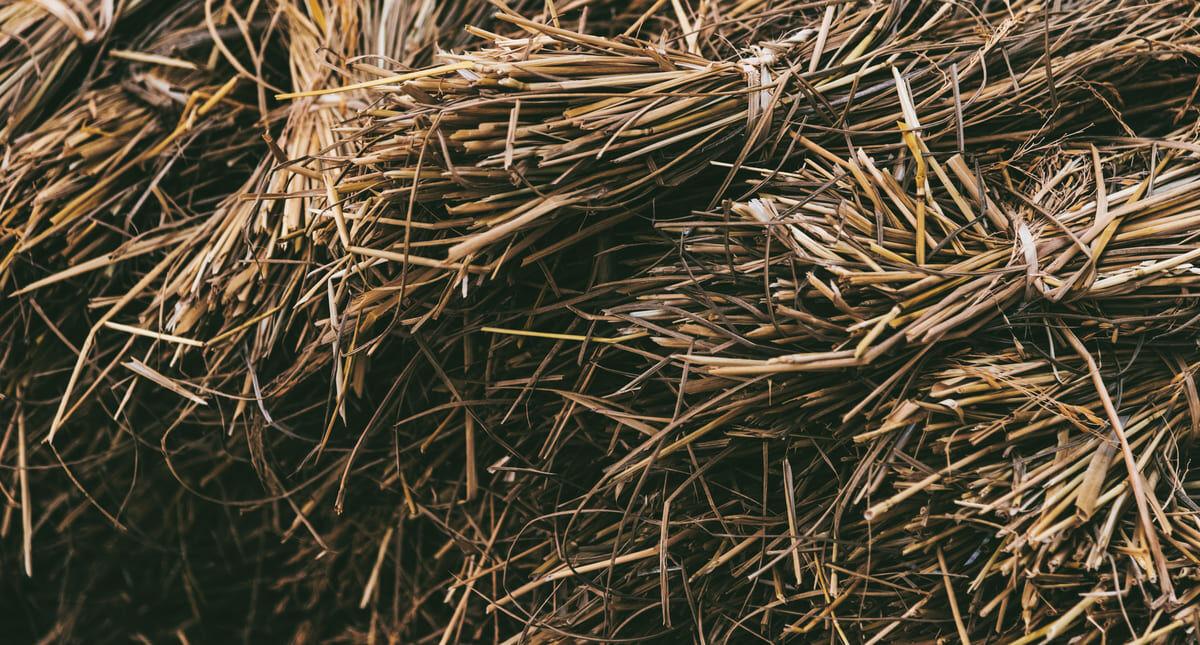 Foin : fabrication et différence avec la paille