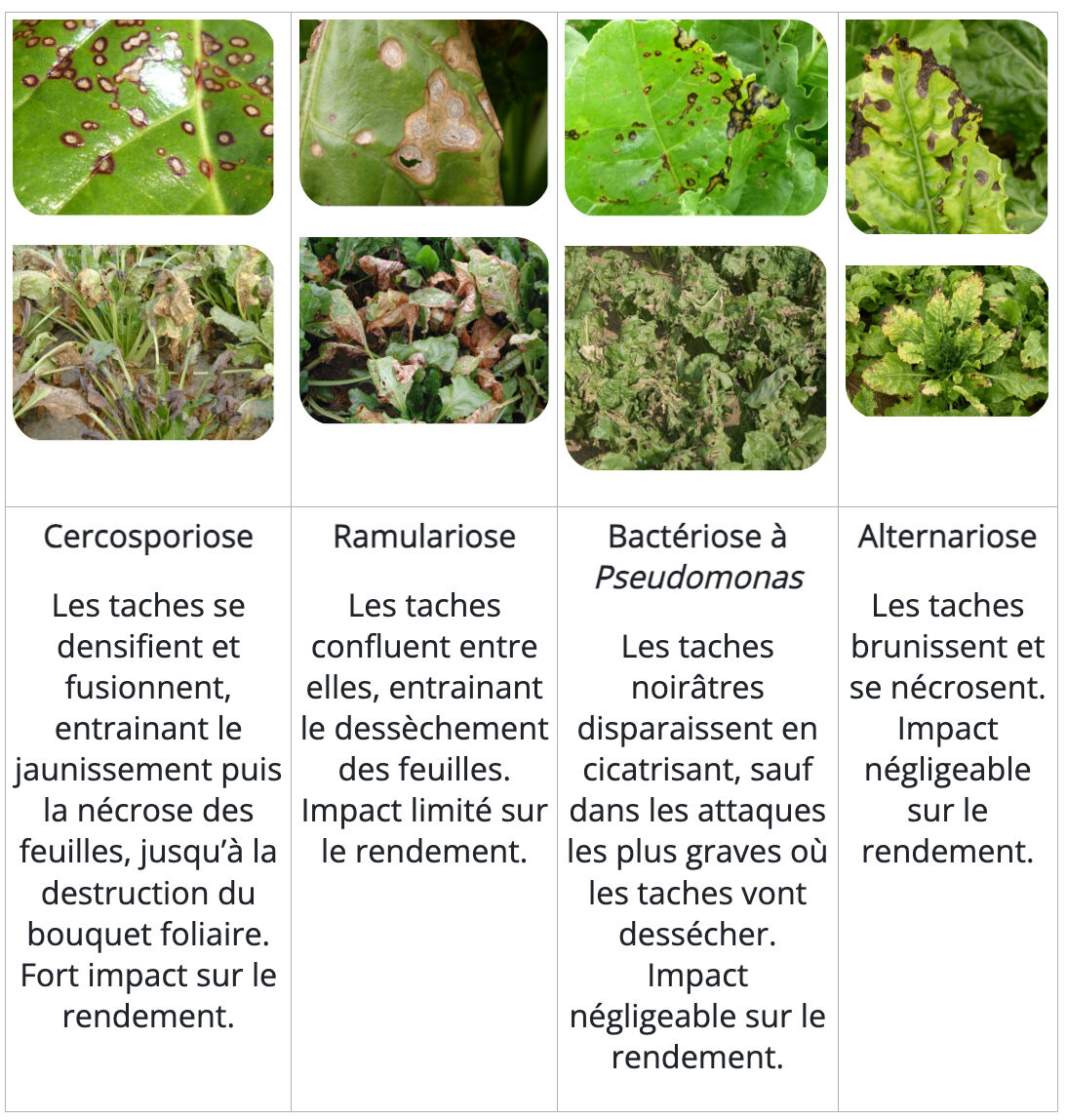 Comparatif diagnostic : cercosporiose, ramulariose, bactériose à Pseudomonas et alternariose sur betterave