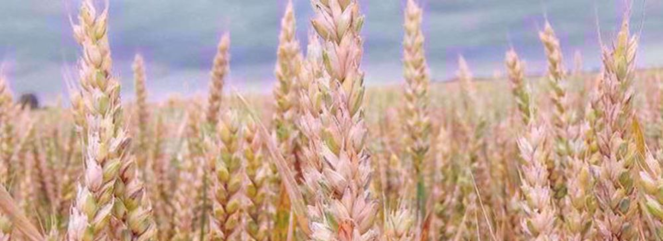 Tout savoir sur la Fusariose : caractéristiques, symptômes et traitements