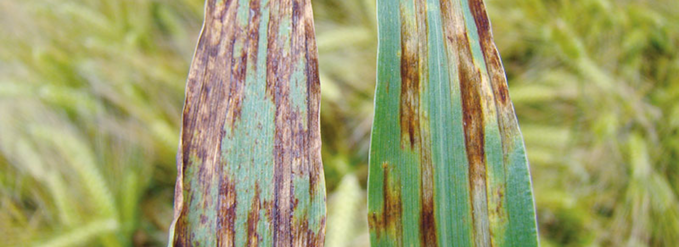 Découvrez comment traiter l'helminthosporiose du blé