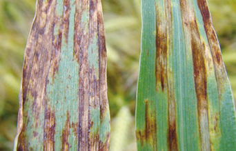 Helminthosporiose Blé