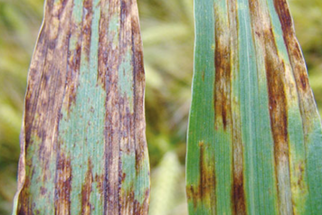 Helminthosporiose Blé