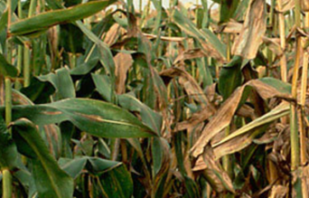 Helminthosporiose Maïs