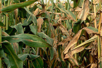Helminthosporiose Maïs