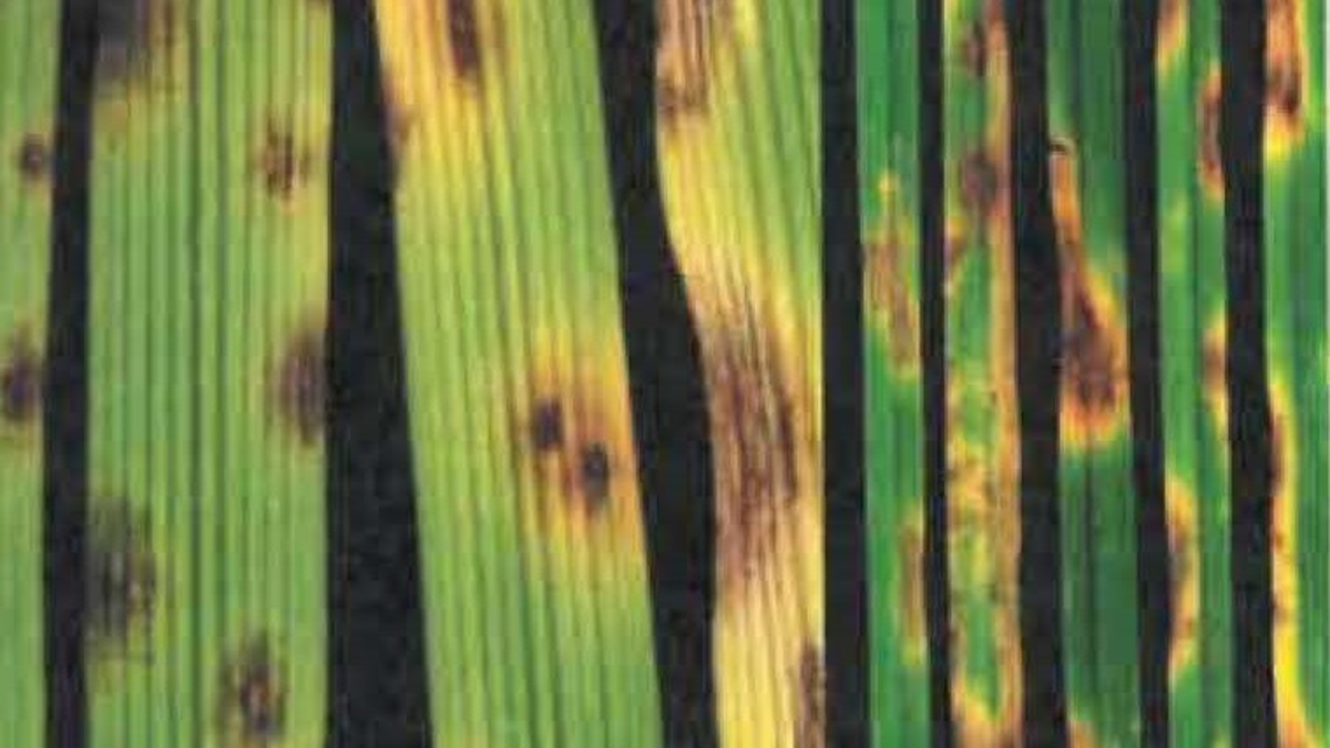 Tout savoir sur l'helminthosporiose : caractéristiques et traitements