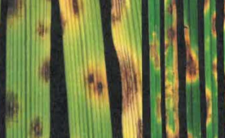 Tout savoir sur l'helminthosporiose : caractéristiques et traitements