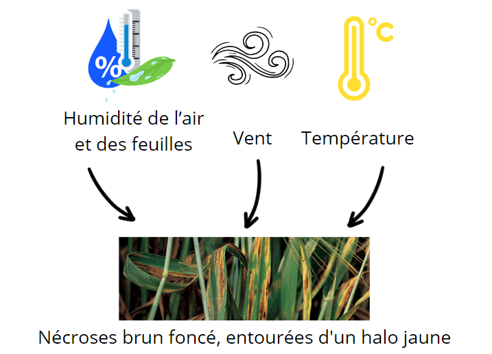 schema-helminthosporiose