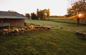 Troupeau de moutons en prairie