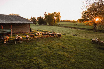 Troupeau de moutons en prairie