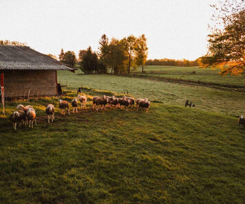 Investir dans les terres agricoles : la solution qui facilite l'installation des agriculteurs