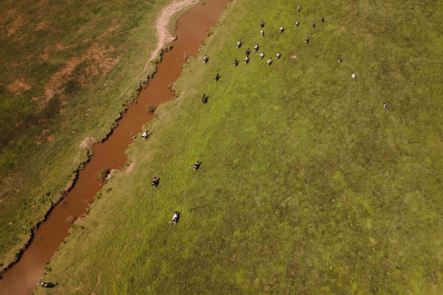 Vaches en paturage vue aerienne