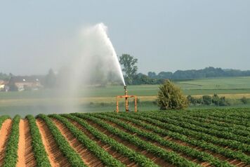 irrigation de la pomme de terre