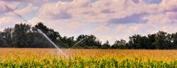 irrigation champ de maïs
