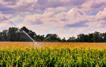 irrigation maïs