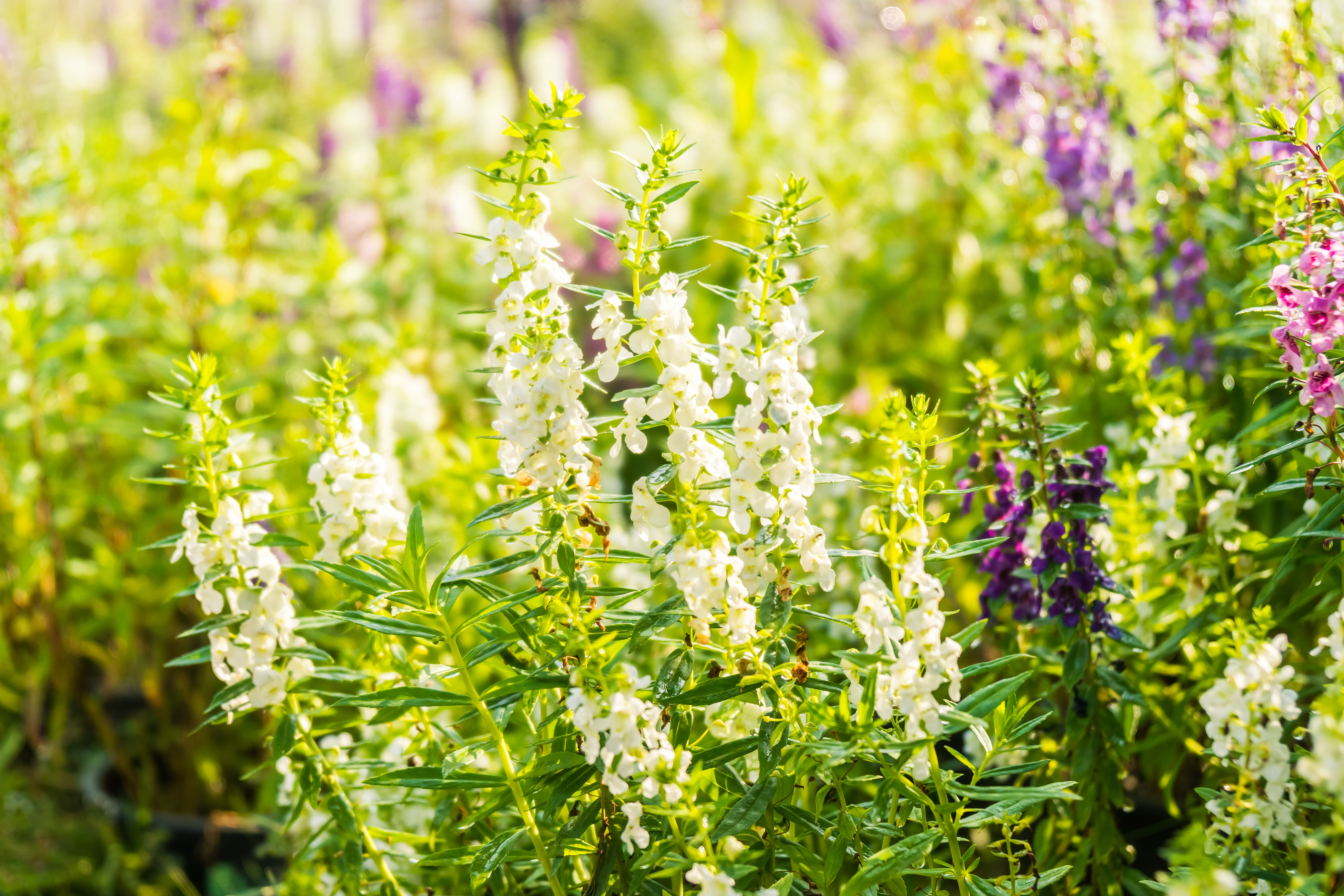 Lupin blanc (Lupinus albus) : Caractéristiques, culture et utilisations