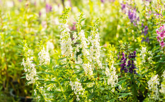 Lupin blanc (Lupinus albus) : Caractéristiques, culture et utilisations