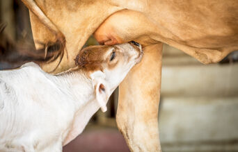 Veau taitant une vache 