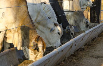 vaches consommant de la levure vivante
