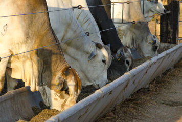 vaches consommant de la levure vivante