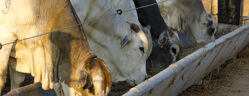 vaches consommant de la levure vivante