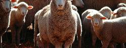 troupeau moutons lithithamne