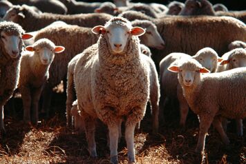 troupeau moutons lithothamne