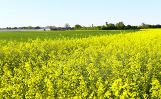 Lotier Corniculé​ : Plante utilisée comme couvert (Guide)