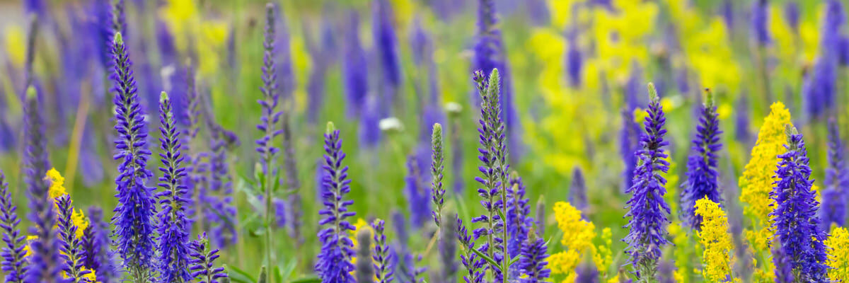champ de lavande violette et de lupin jaune