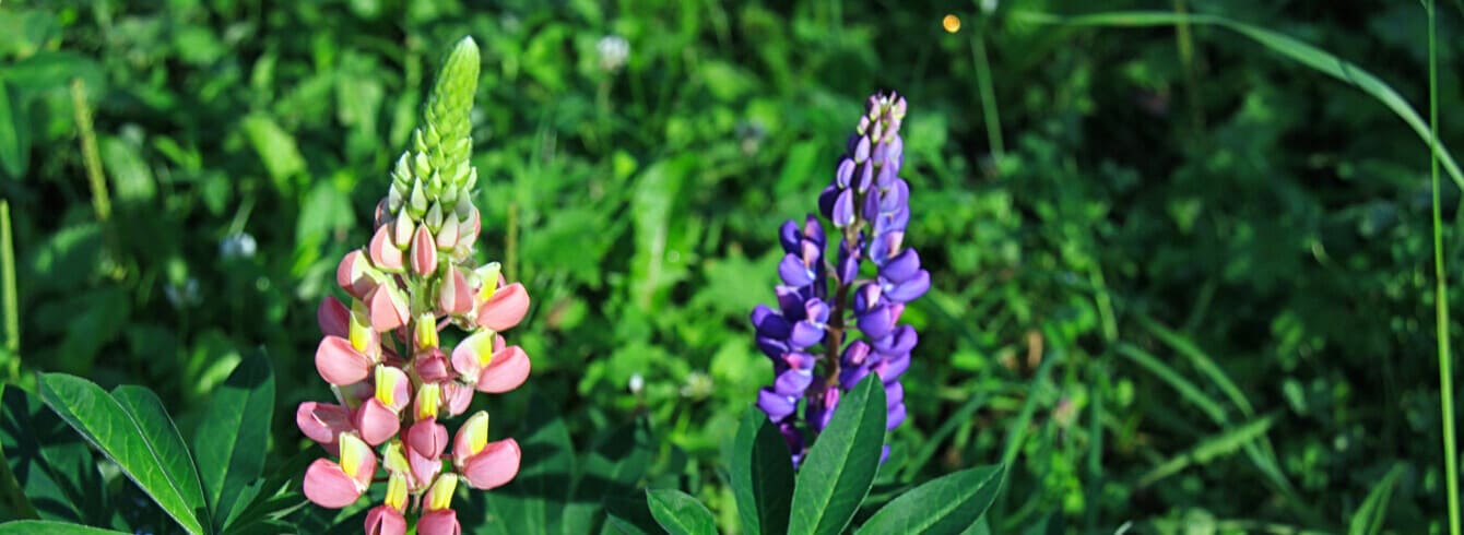 Le Lupin :  Composition, variétés et utilisations en agriculture