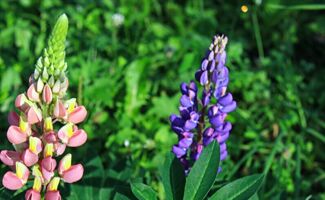Le Lupin :  Composition, variétés et utilisations en agriculture