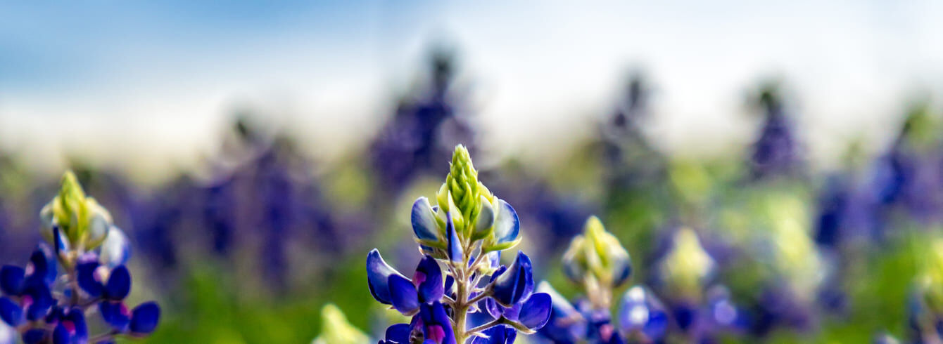 Lupin bleu : Caractéristiques, culture et utilisations
