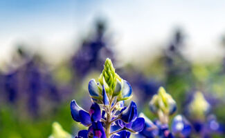 Lupin bleu : Caractéristiques, culture et utilisations