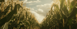champs de maïs