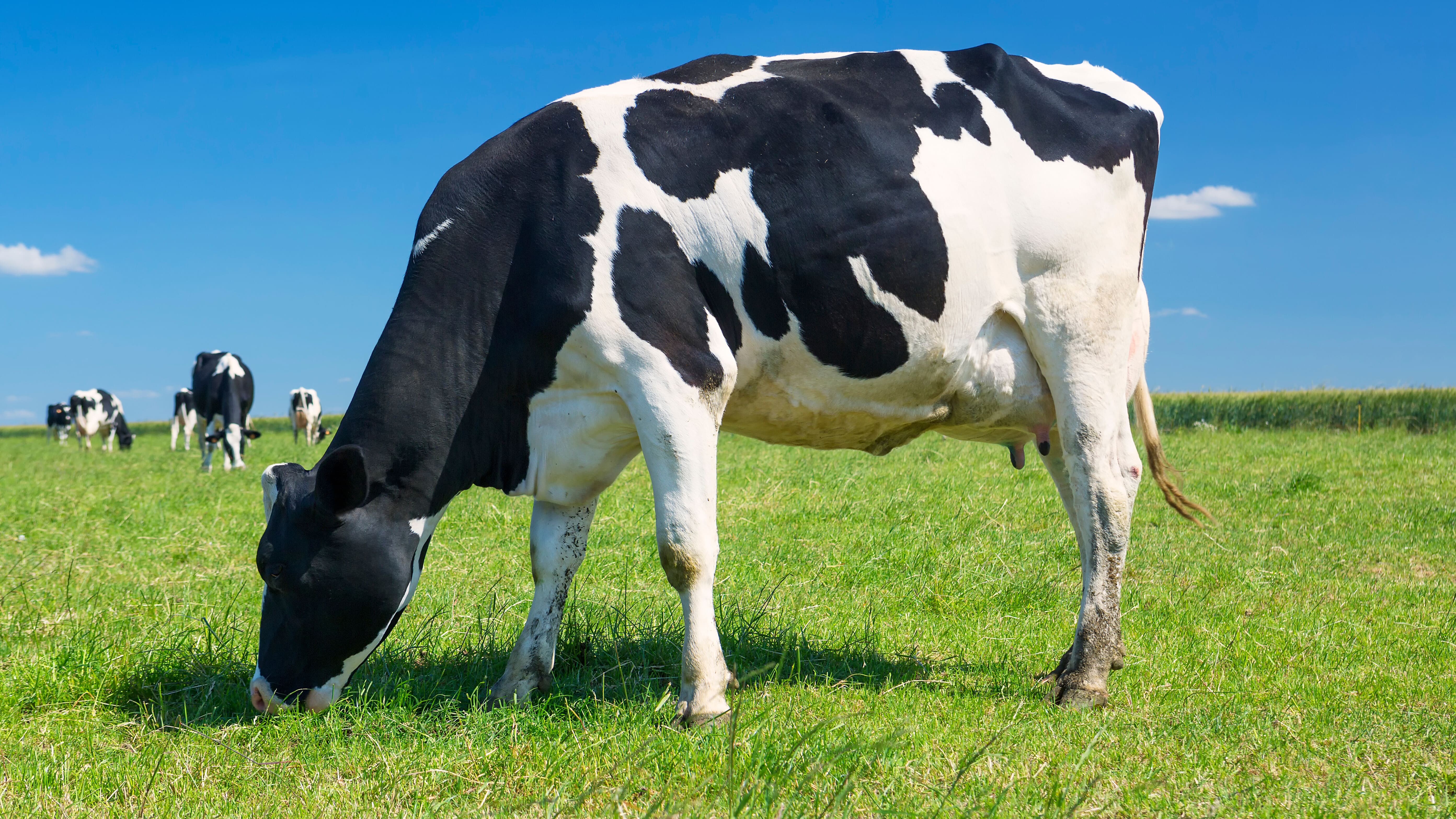 Mamelles de vache : soins et prévention des maladies courantes