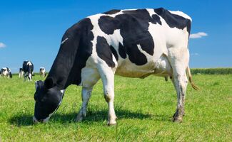 Mamelles de vache : soins et prévention des maladies courantes