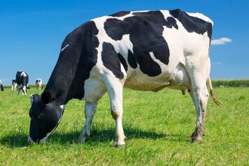 zoom mamelles d'une vache laitiere en paturage