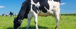 zoom mamelles d'une vache laitiere en paturage