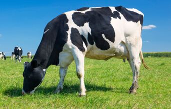 zoom mamelles d'une vache laitiere en paturage