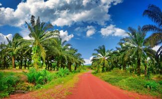 Mars 2025 : Marché de l’huile de palme & Alimentation Animale