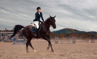 Matériel d'équitation : notre sélection pour chevaux et cavaliers