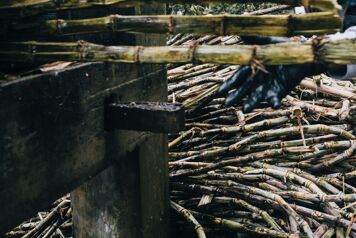 canne a sucre sechee