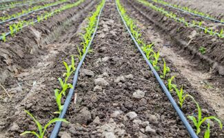 Assurer un fonctionnement efficace d'un système de micro irrigation