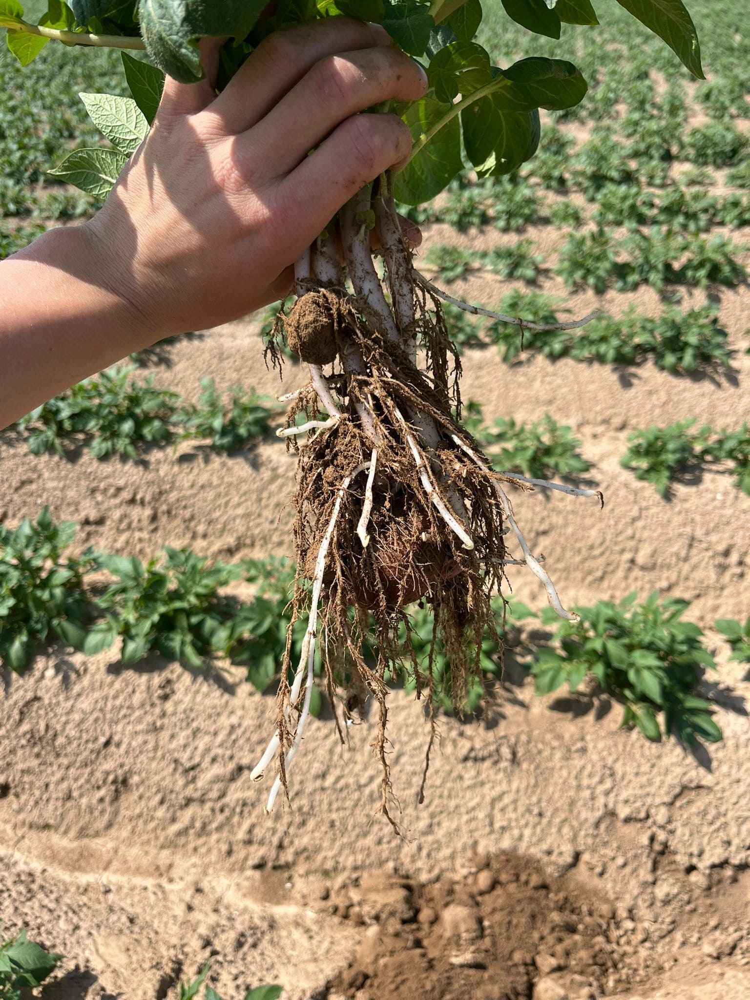 Contrôle de l'enracinement et de la tubérisation d'un plant de pomme de terre