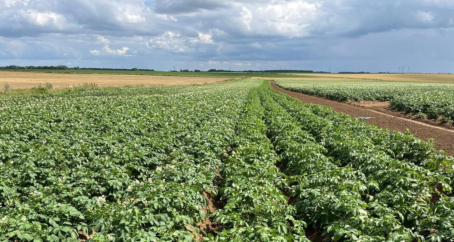 Pomme de terre : point mildiou, maximiser le rendement et positionner le Fazor Star
