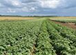 Pomme de terre : point mildiou, maximiser le rendement et positionner le Fazor Star