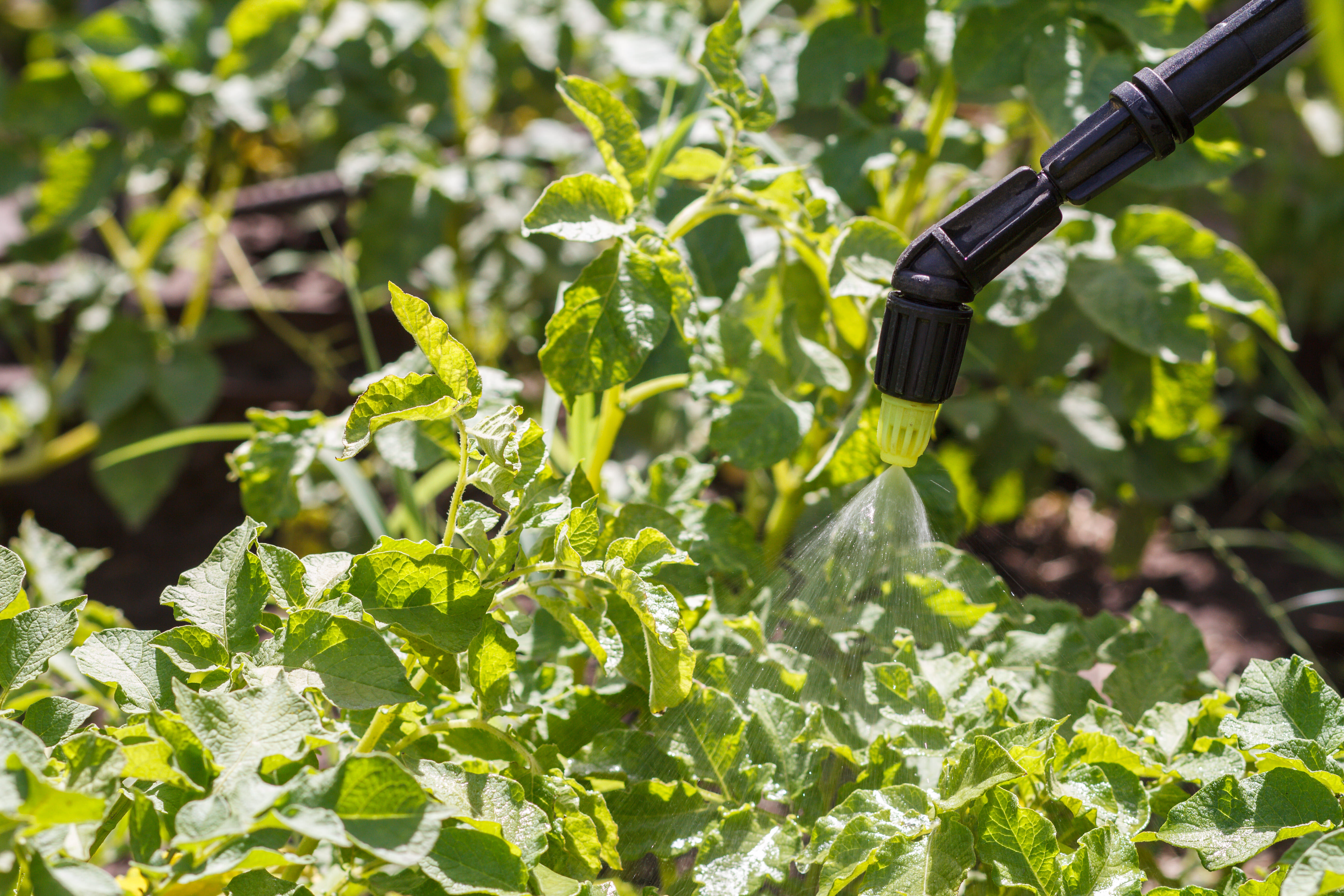 Tout savoir sur le mildiou tomate : cause, traitement prévention
