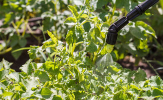 Tout savoir sur le mildiou tomate : cause, traitement prévention