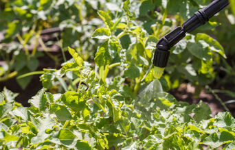 zoom traitement mildiou tomate