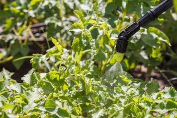 zoom traitement mildiou tomate